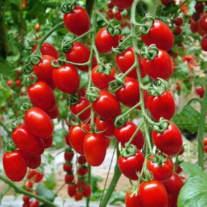 Tomato -Cherry Ruby Vegetable Seeds