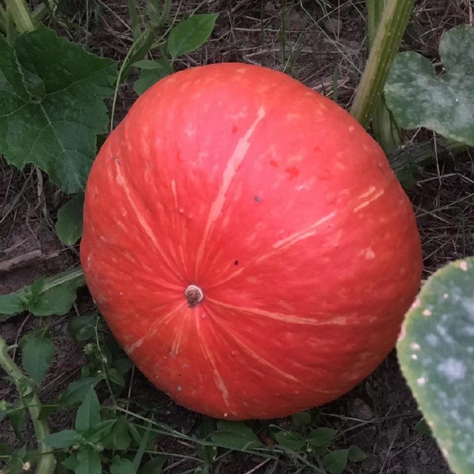 Squash -Orange Baby Vegetable Seeds