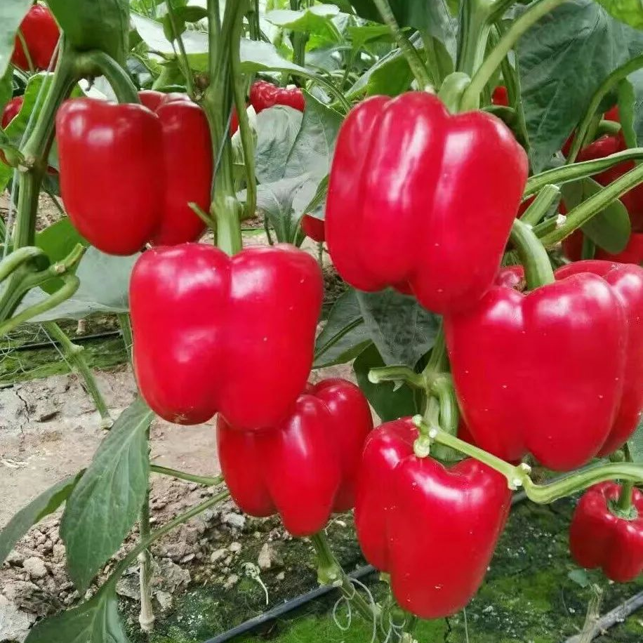 Sweet Pepper -Red Bell Vegetable Seeds