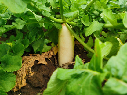 Turnip -Snow-white Vegetable Seeds over 1000pills.