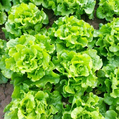 Lettuce -Atlas Shinny Vegetable Seeds