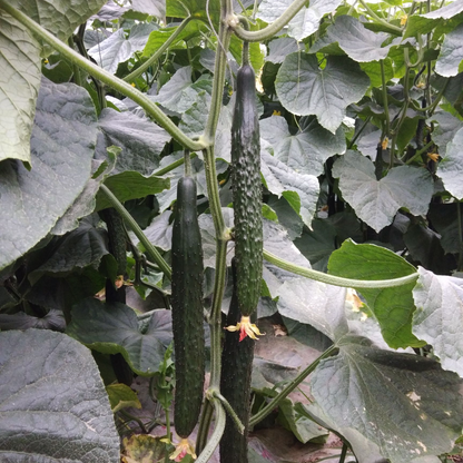 Long Thorn Cucumber -Green Champion Vegetable Seeds