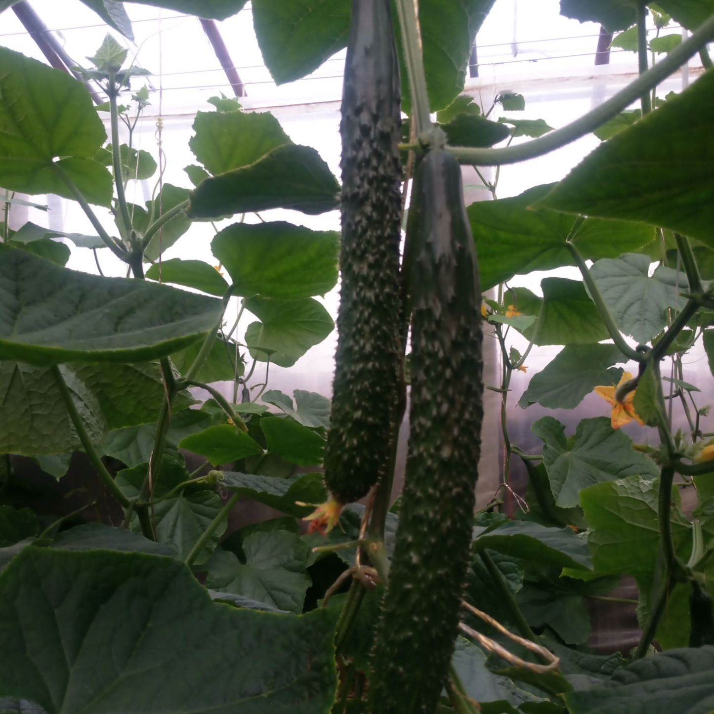 Long Thorn Cucumber -Green Champion Vegetable Seeds