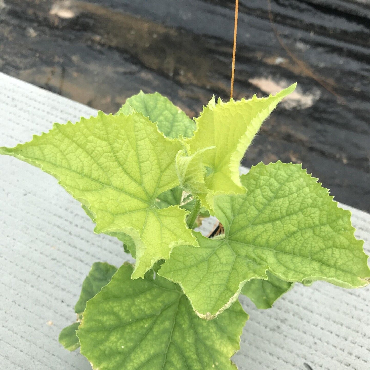 Long Thorn Cucumber -Green Champion Vegetable Seeds