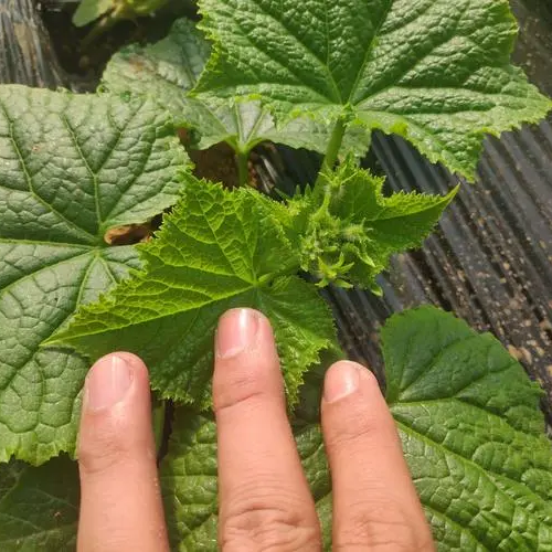 Long Thorn Cucumber -Green Champion Vegetable Seeds