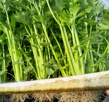 Celery -Tender Queen Vegetable Seeds