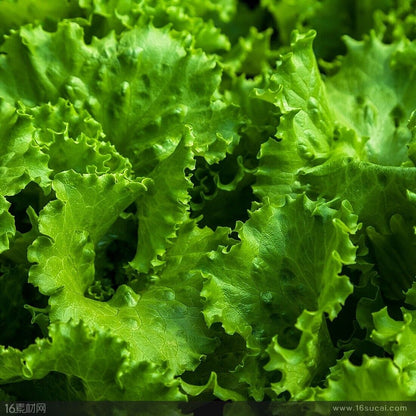 Lettuce -Atlas Shinny Vegetable Seeds