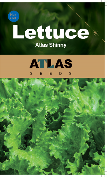 Lettuce -Atlas Shinny Vegetable Seeds