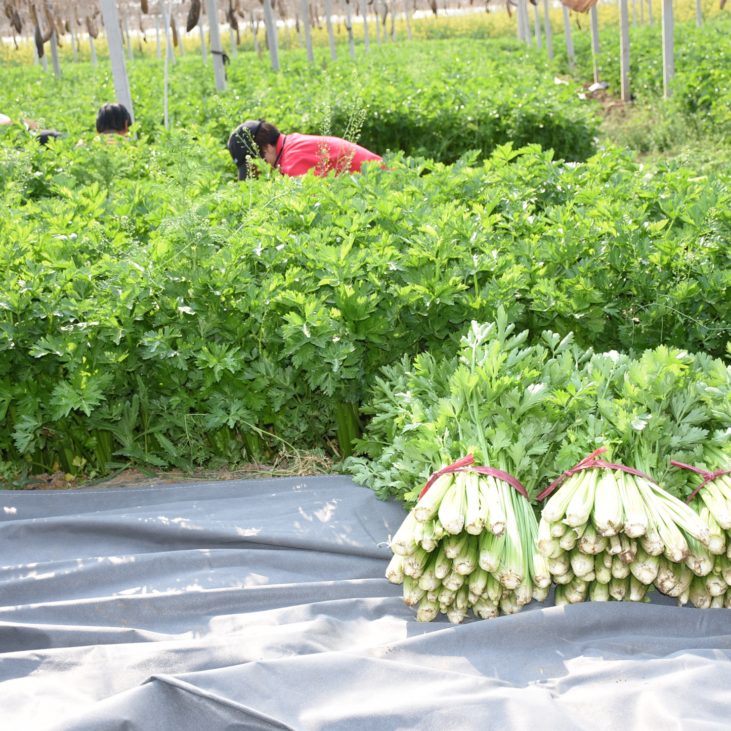 Celery -Tender Queen Vegetable Seeds