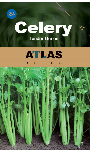 Celery -Tender Queen Vegetable Seeds