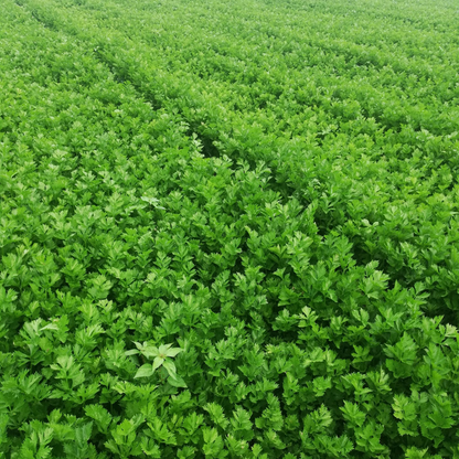 Celery -Tender Queen Vegetable Seeds