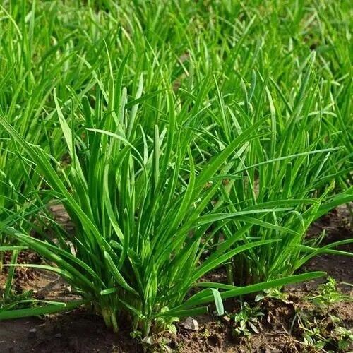 Leek seeds 500-1000pills  Vegetable Seeds