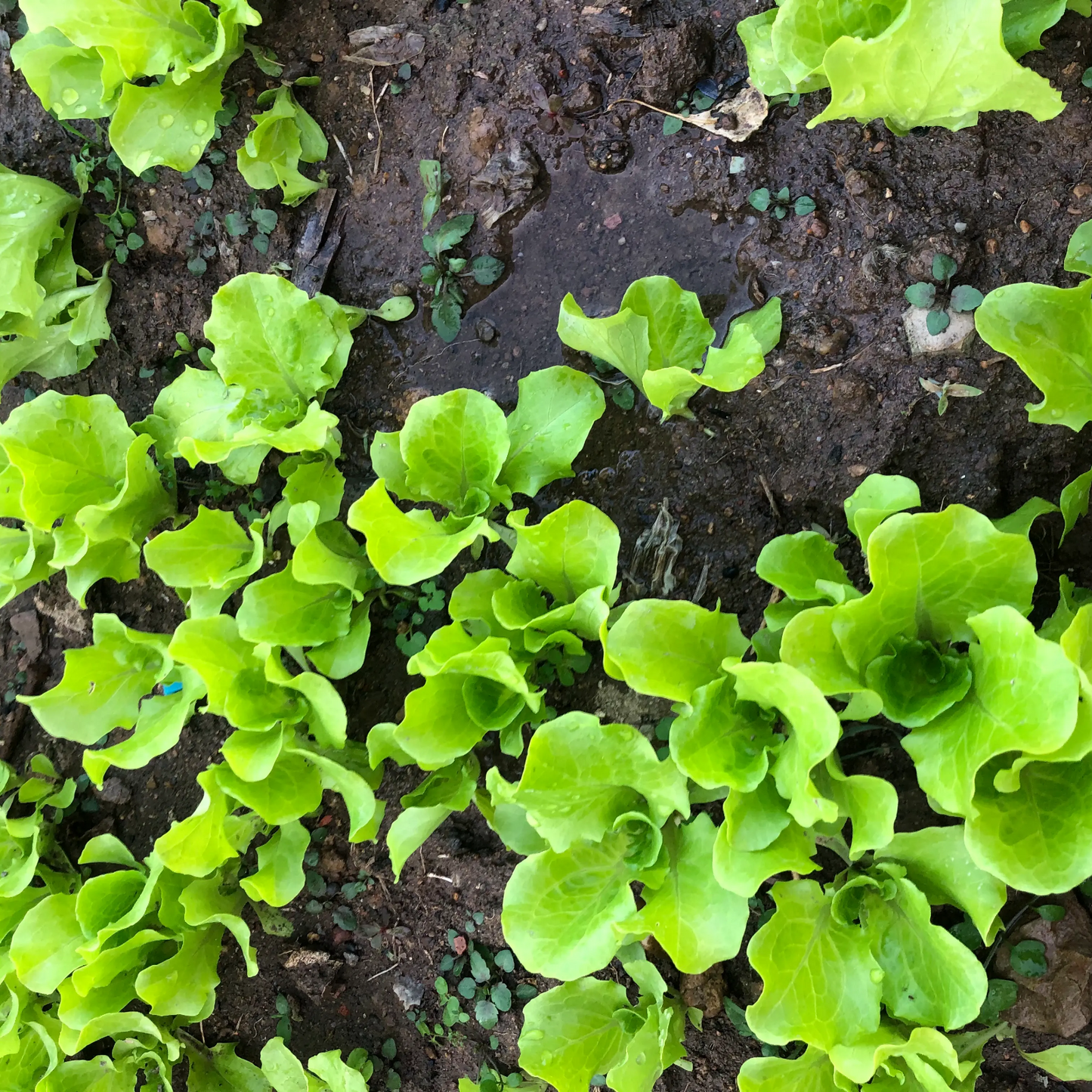 Lettuce -Atlas Shinny Vegetable Seeds