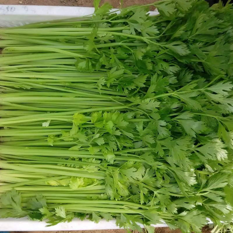 Celery -Tender Queen Vegetable Seeds