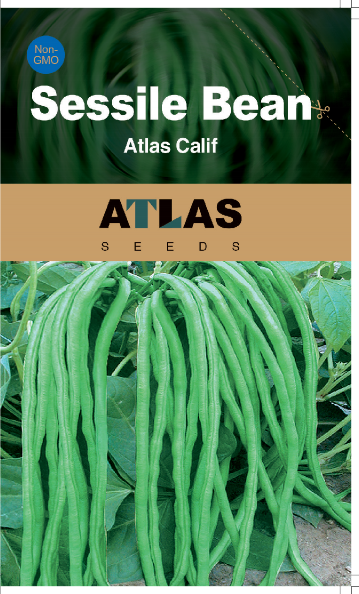 Sessile Bean -Atlas Calif Vegetable Seeds