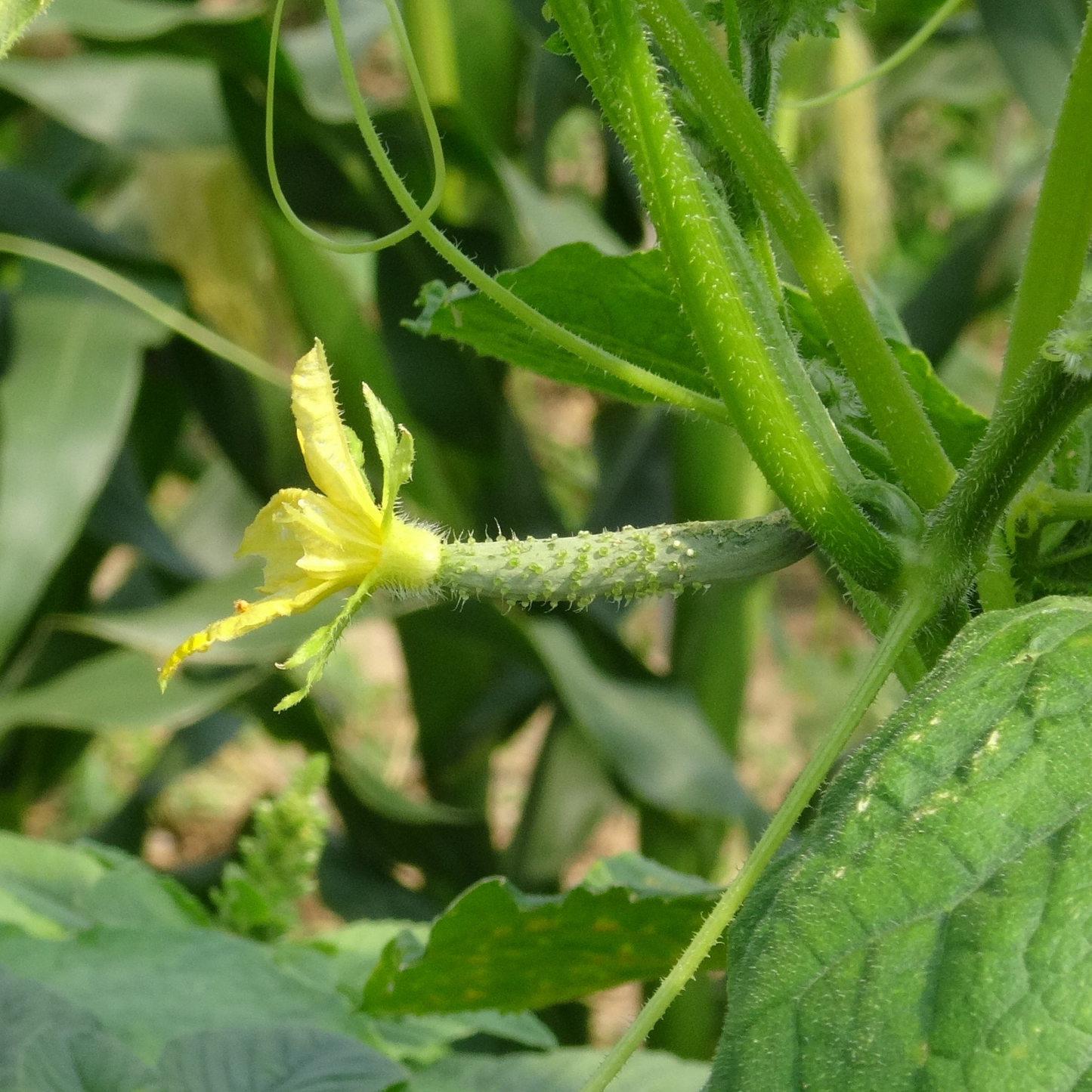 Long Thorn Cucumber -Green Champion Vegetable Seeds