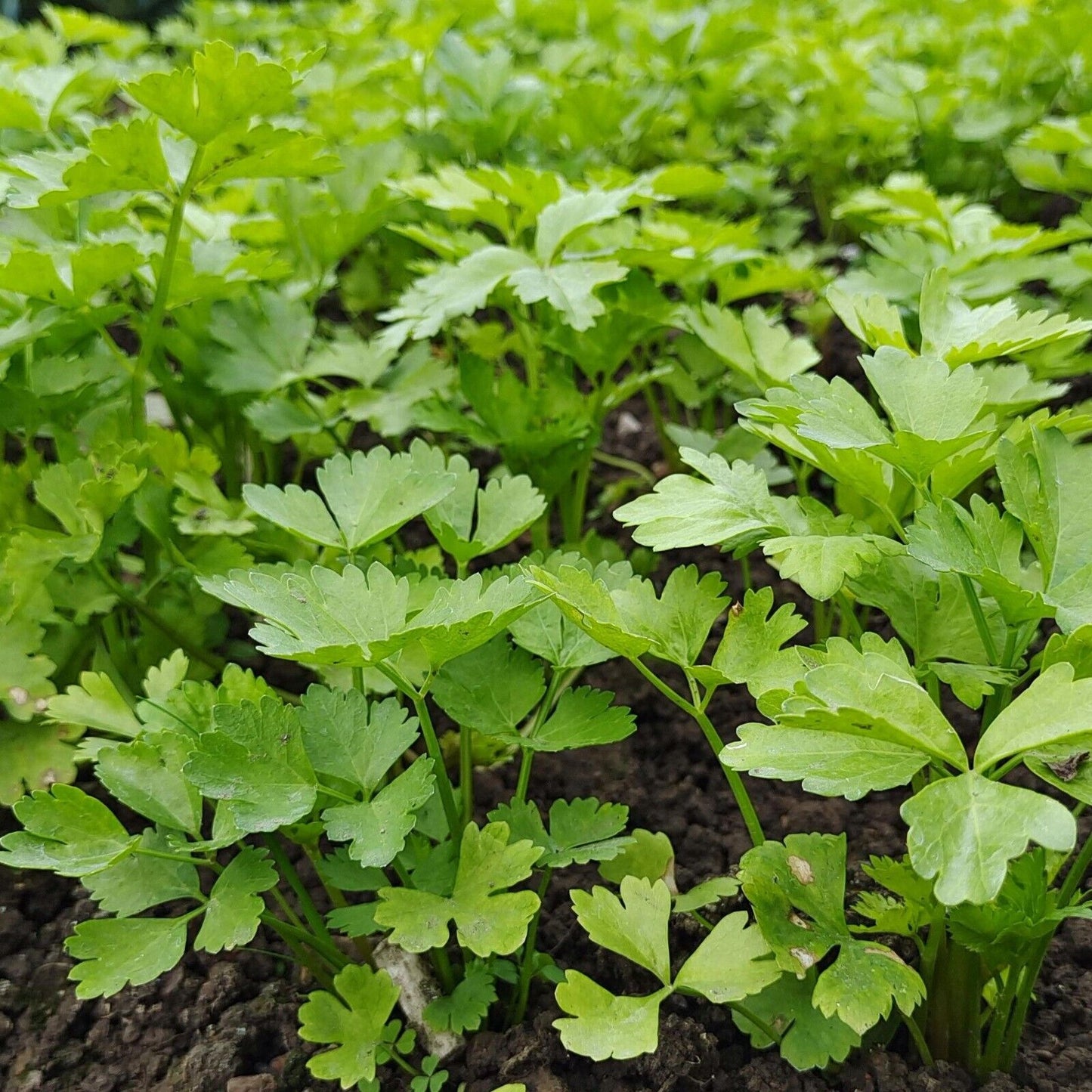 Celery -Tender Queen Vegetable Seeds