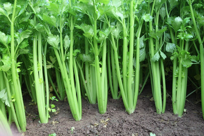 Celery -Tender Queen Vegetable Seeds