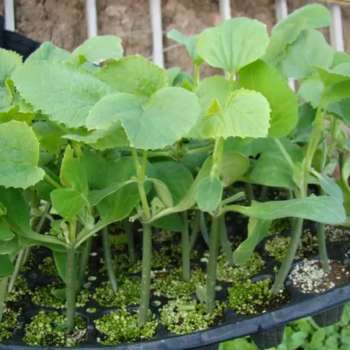 Long Thorn Cucumber -Green Champion Vegetable Seeds