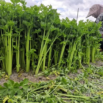 Celery -Tender Queen Vegetable Seeds