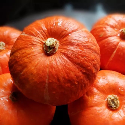 Squash -Orange Baby Vegetable Seeds