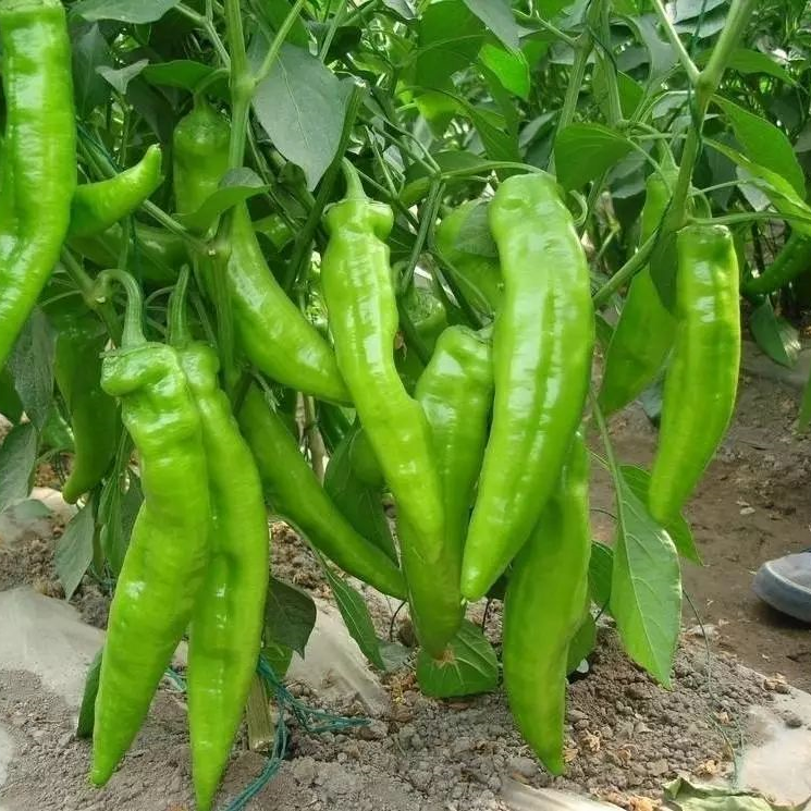 Hot Pepper -Long Chili Vegetable Seeds