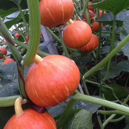 Squash -Orange Baby Vegetable Seeds