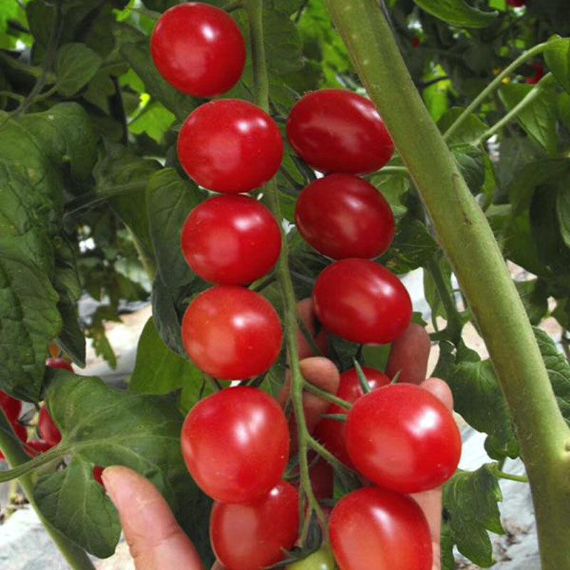 Tomato -Cherry Ruby Vegetable Seeds