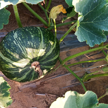 Squash -Orange Baby Vegetable Seeds