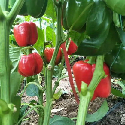 Sweet Pepper -Red Bell Vegetable Seeds