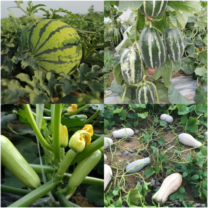 29 Varieties Atlas Vegetable Seeds Survival Garden Kit - Over 50,000 Seeds