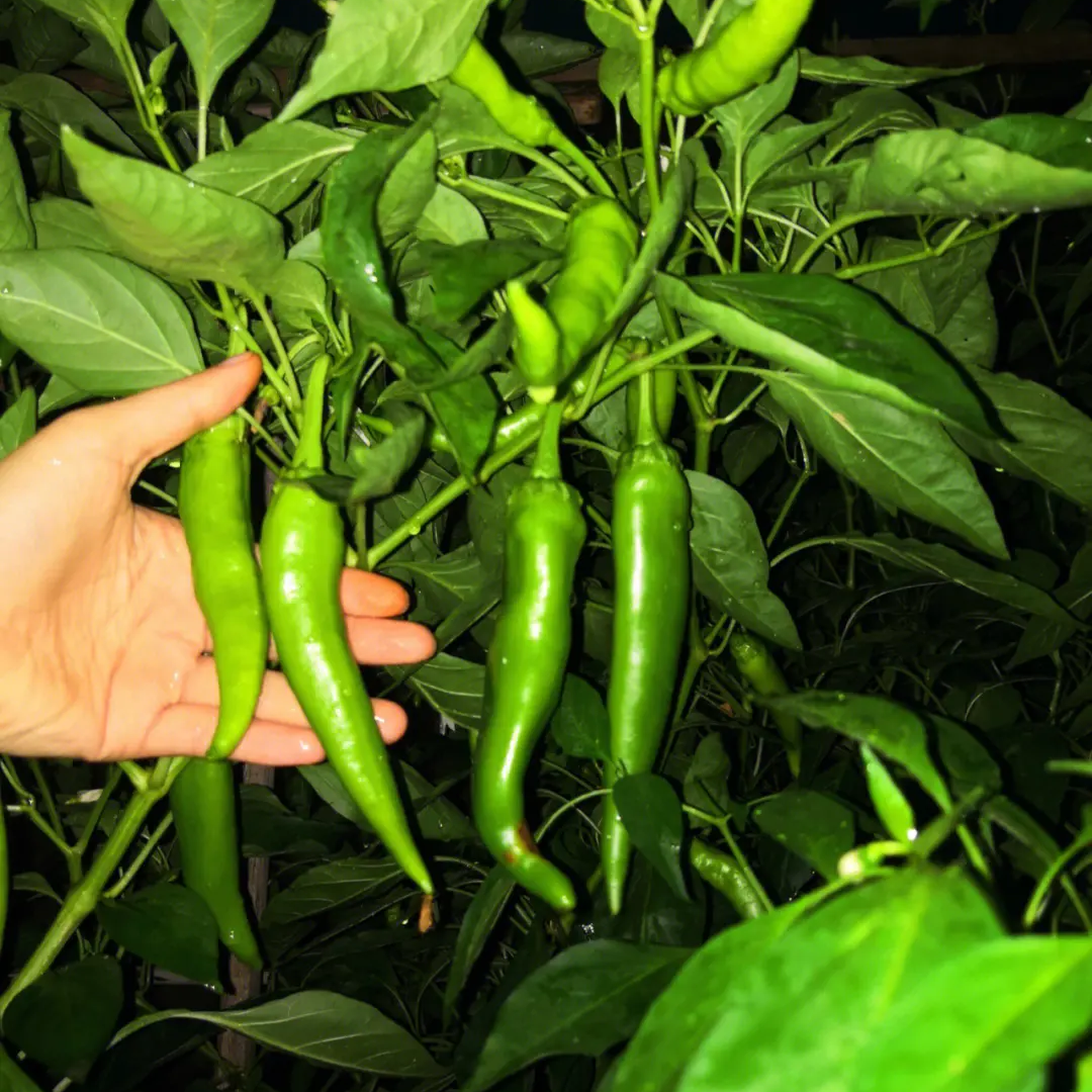 Hot Pepper -Long Chili Vegetable Seeds