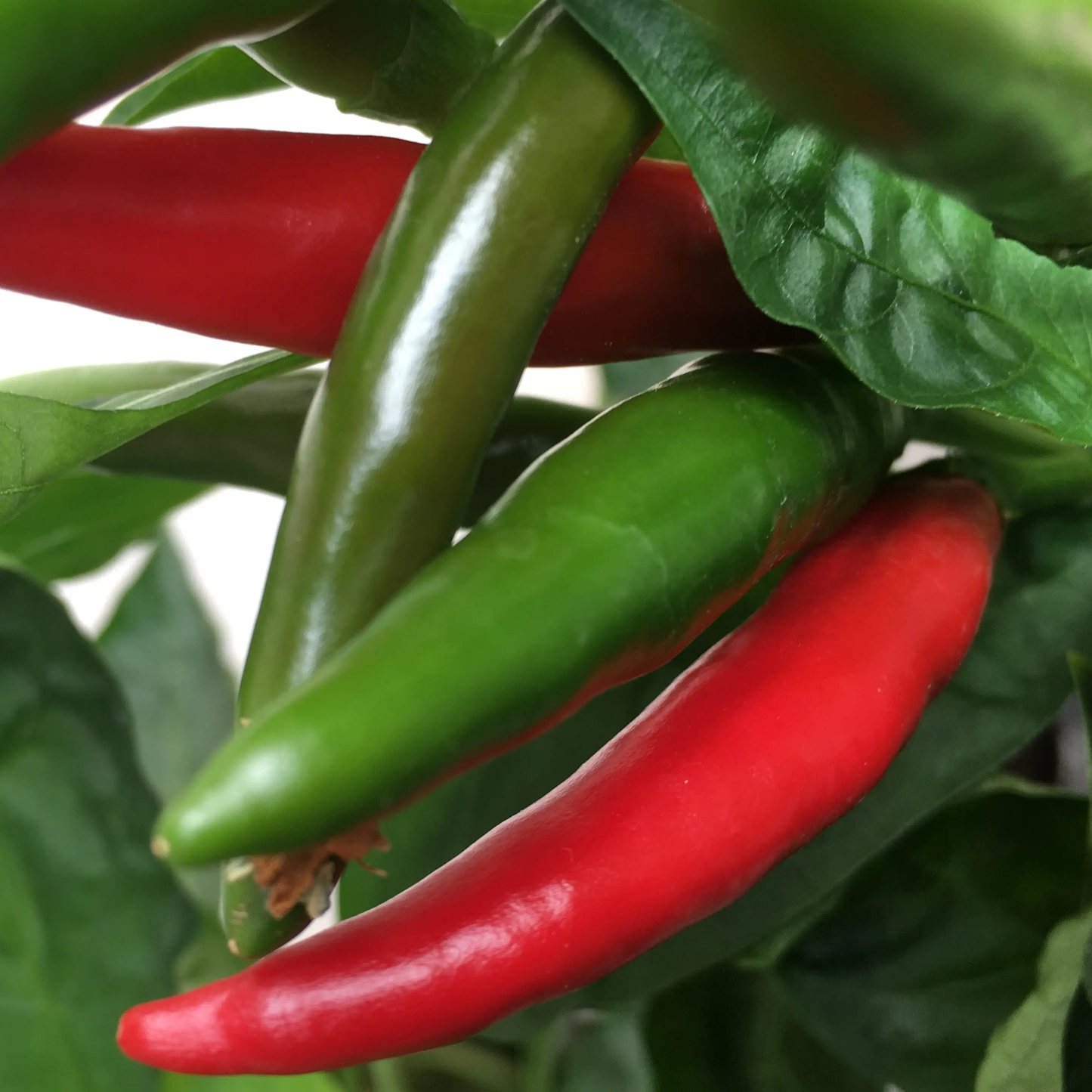 Hot Pepper -Long Chili Vegetable Seeds