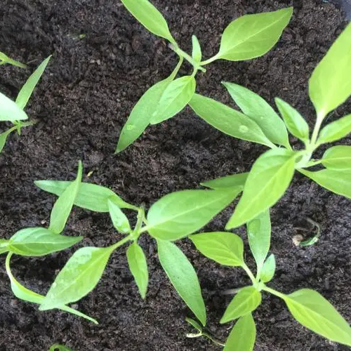 Hot Pepper -Long Chili Vegetable Seeds