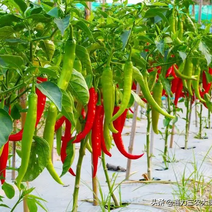 Hot Pepper -Long Chili Vegetable Seeds