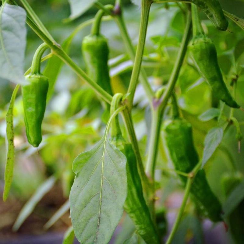 Hot Pepper -Long Chili Vegetable Seeds