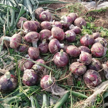 Onion -Atlas Layer Vegetable Seeds