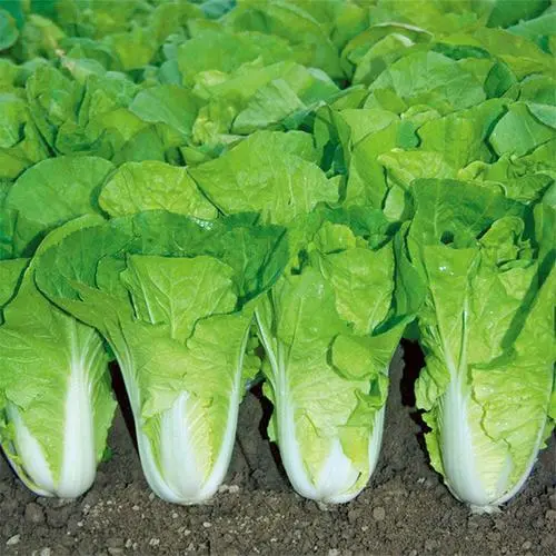 Pakchoi -Green Star Vegetable Seeds