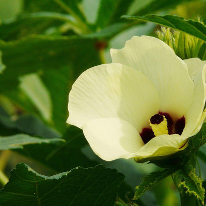 Okra -Green Slim Vegetable Seeds