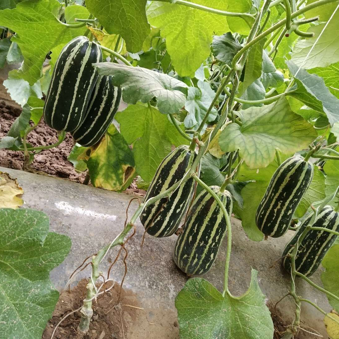 Melon Vegetable Seeds