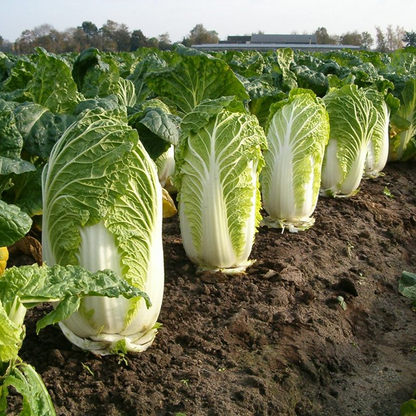 Asian Cabbage -Fresh Vegie Vegetable Seeds over 3000pills