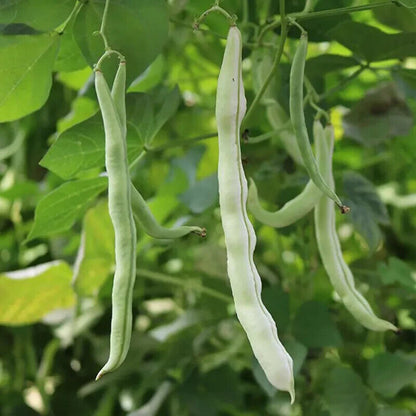 Bean -Tender White Vegetable Seeds