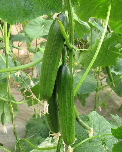 Fruit Cucumber -Green Crisp F1 Hybrid Vegetable Seeds