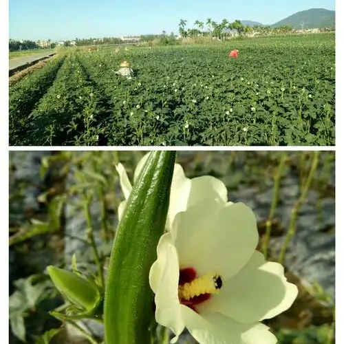 Okra -Green Slim Vegetable Seeds