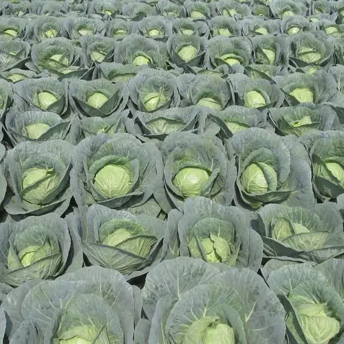 Cabbage -Green Ball Vegetable Seeds over 800 pills