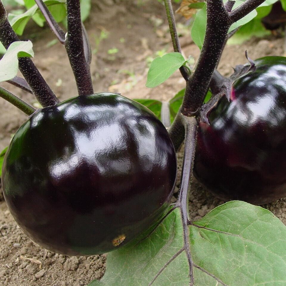 Eggplant -Round Shiny Ball Vegetable Seeds