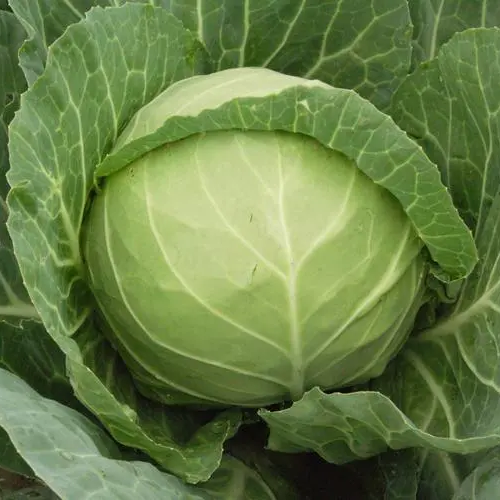 Cabbage -Green Ball Vegetable Seeds over 800 pills