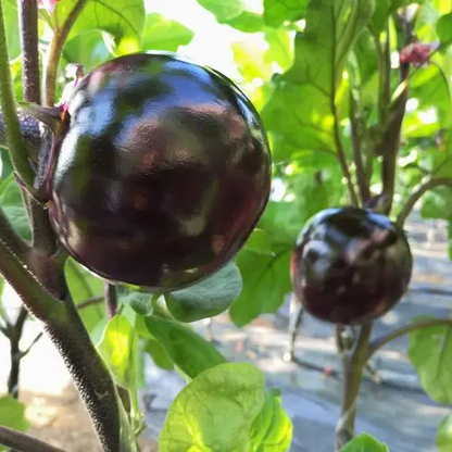 Eggplant -Round Shiny Ball Vegetable Seeds