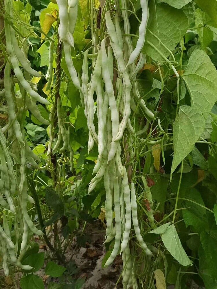 Bean -Tender White Vegetable Seeds