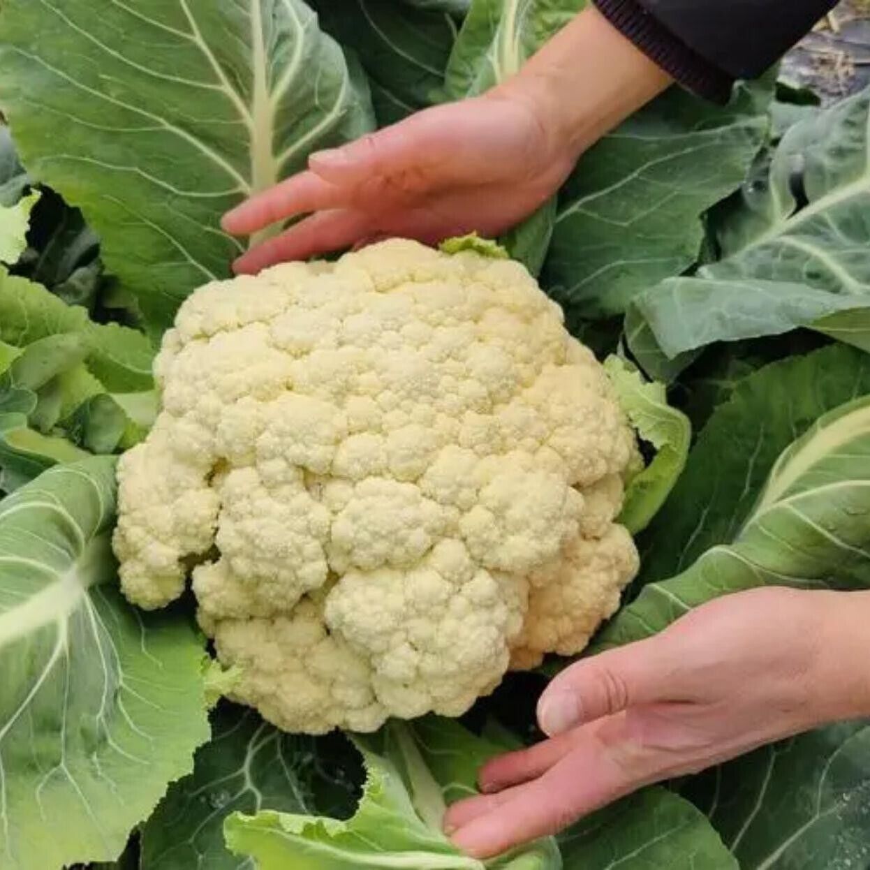 Cauliflower -Atlas Vegflower Vegetable Seeds